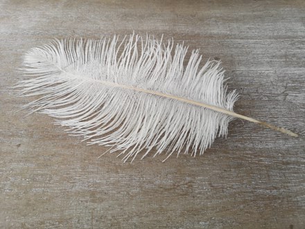 Hire- Ostrich Feather 5454