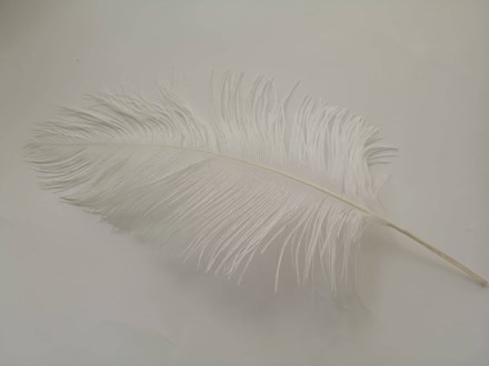 Ostrich Feathers 40-45cm Singles Ostrich-Feathers-40-45cm