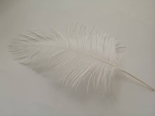 Ostrich Feathers 40-45cm Singles Ostrich-Feathers-40-45cm